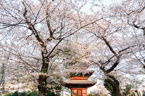 Fototapeta 五重塔とソメイヨシノ