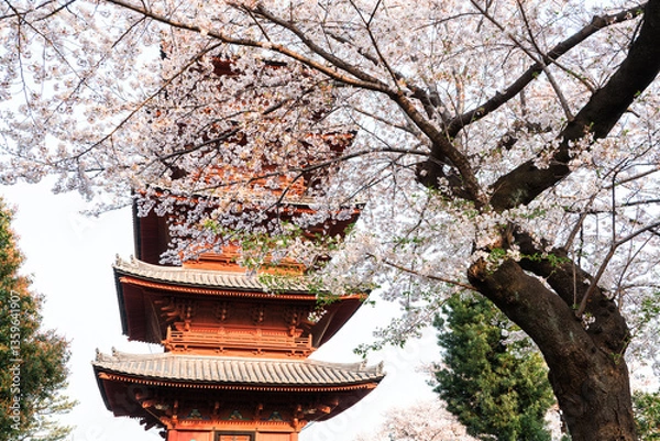 Fototapeta 五重塔と桜の木