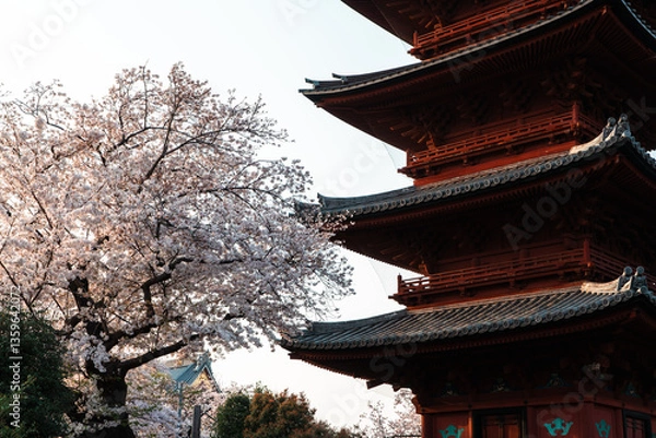 Fototapeta 五重塔と桜