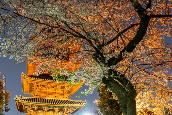 Fototapeta 五重塔とライトアップした桜