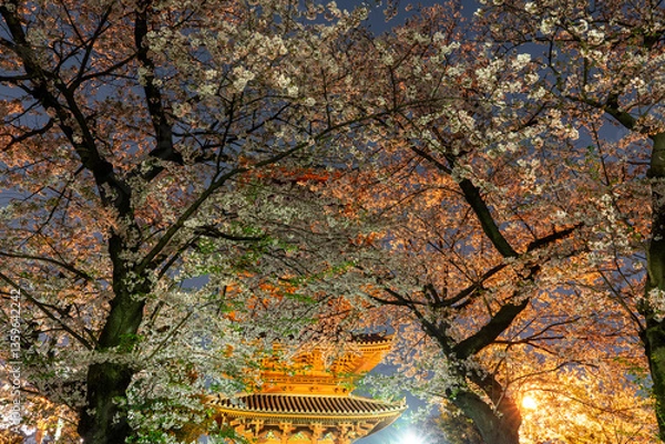 Fototapeta 五重塔とライトアップした桜