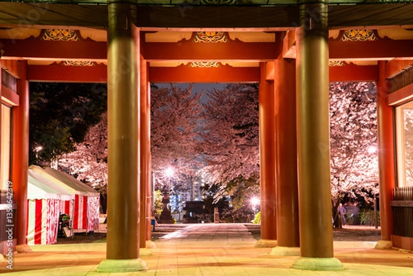 Fototapeta 池上本願寺の仁王門と桜