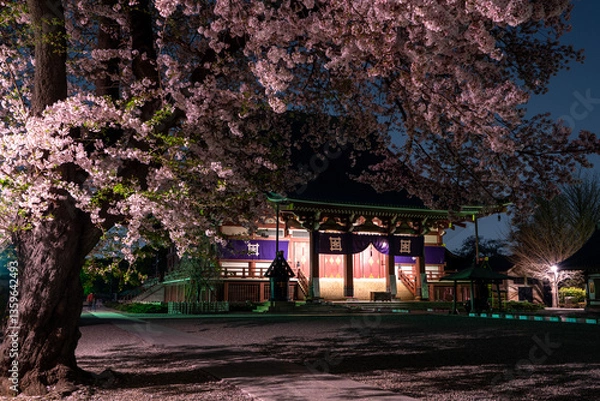 Fototapeta 池上本願寺 大堂と桜