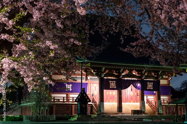 Fototapeta 池上本願寺 大堂と桜