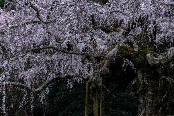 Fototapeta 長興山紹太寺の枝垂れ桜