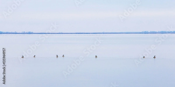 Obraz Solitary Goose