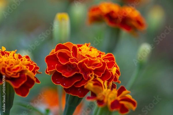 Fototapeta Blooming marigold flower with orange petals in summertime close-up photo. Red tagetes patula flowers macro photography on a summer day.	

