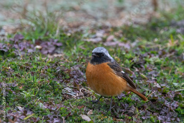 Fototapeta ジョウビタキの雄が佇む冬の草原