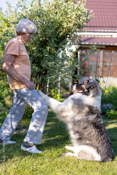 Fototapeta An elderly woman trains a dog in the yard of her home. A large dog, a shepherd mix, follows the owner's commands outside. Selective focus, close-up.