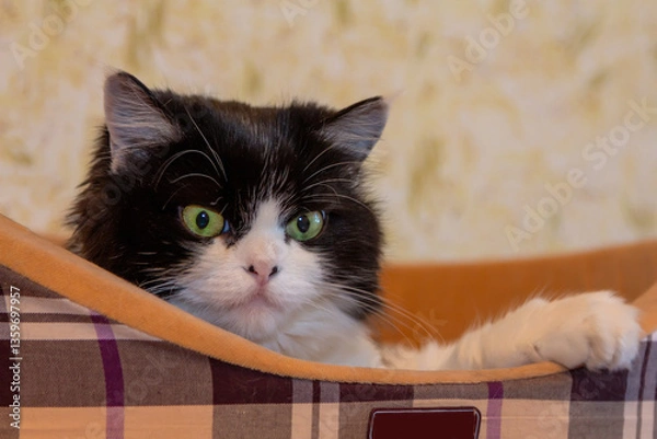 Fototapeta Beautiful Cat Persian breed lies in a cat bed indoors and looks away. Black and white color, green eyes. Metis. Close-up, selective focus.