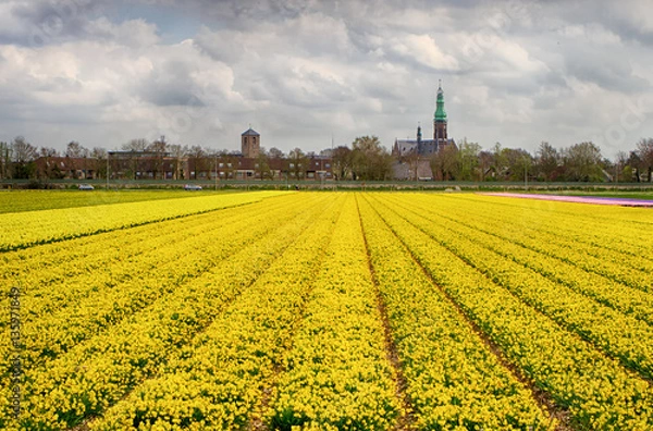 Obraz hyacinths at Lisse
