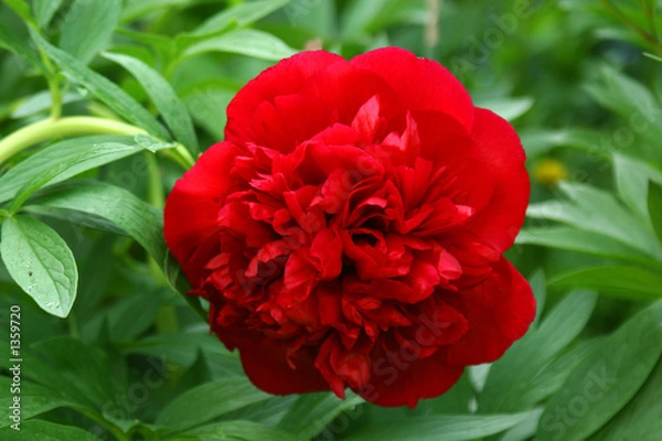 Obraz peony