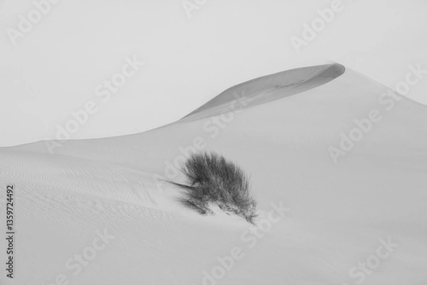 Obraz Monochrome sand dune with a bush in Saudi Arabia