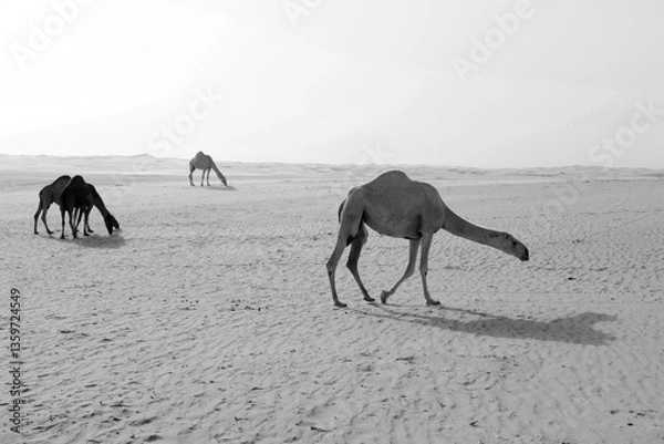Obraz Three camels are looking for food in the desert of Saudi Arabia