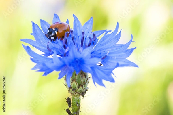 Fototapeta Ladybug on a cornflower