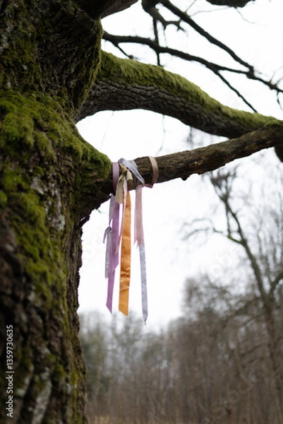 Fototapeta  Colorful Ribbons Tied to Mossy Tree Branch in Forest