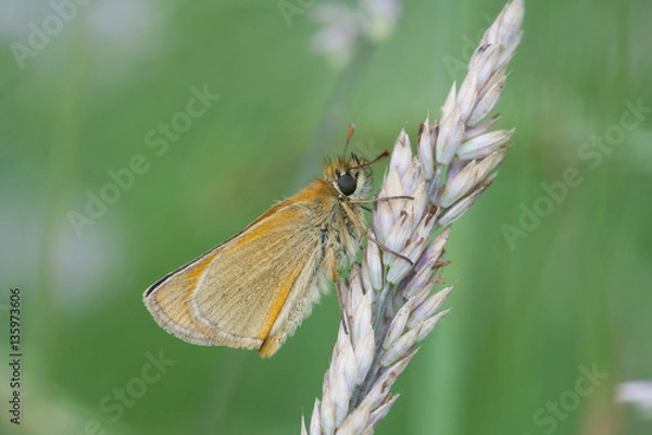 Fototapeta Skipper on a meadow