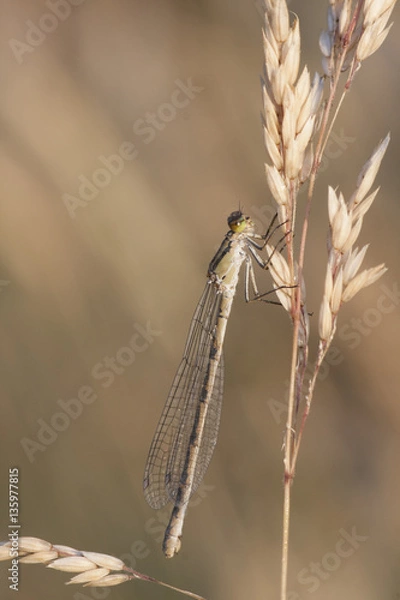 Fototapeta Dragonfly