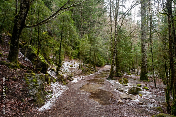 Obraz Spring walk in the forest