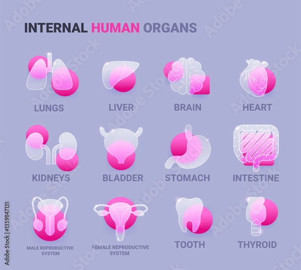Fototapeta Internal human organs icon set in glass morphism style. Vector symbol