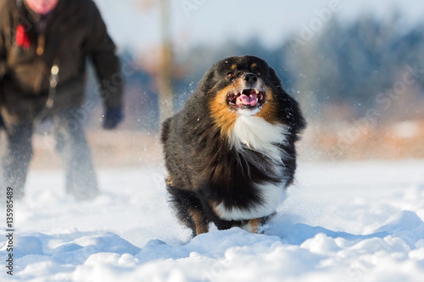 Obraz Australian Shepherd dog runs in the snow