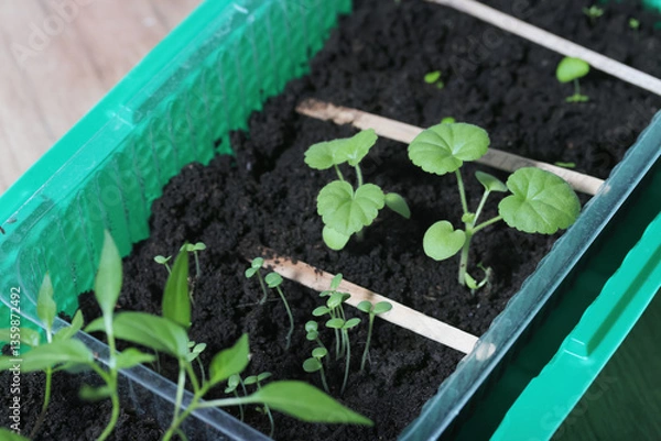 Fototapeta Young seedling sprouts. Seedlings of different plants. Green shoots in a pot with soil. Close-up.