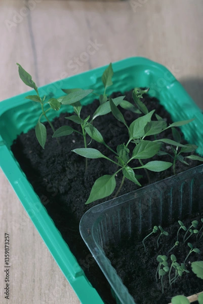 Fototapeta Young seedling sprouts. Green shoots in a pot with soil. High-Angle Shot.