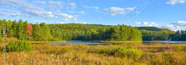 Fototapeta Słoneczne mokradła bagienne w okresie letnim zmieszane z dziką przyrodą lasów borealnych lasów widzianych z pobocza autostrady Ontario w Kanadzie.