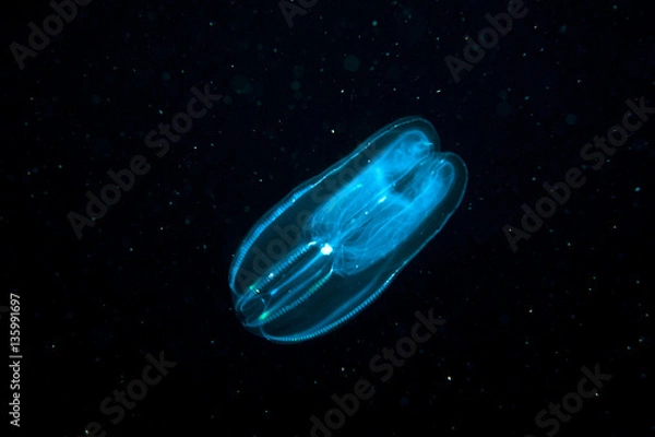 Fototapeta Comb jellyfish in the deep