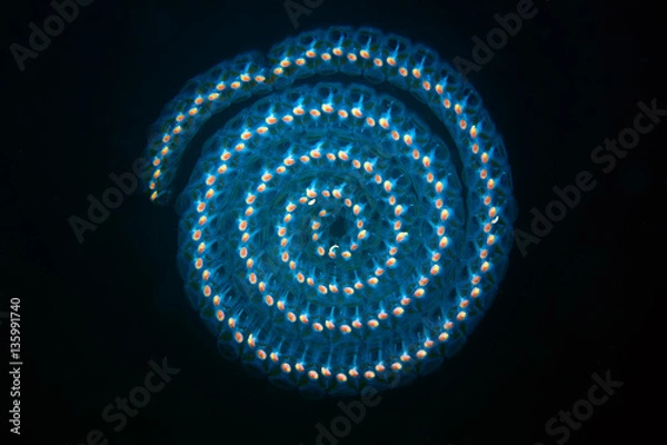 Fototapeta Spiral colony of sapls