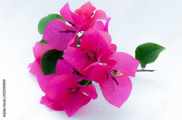 Obraz Bougainvillea on white background