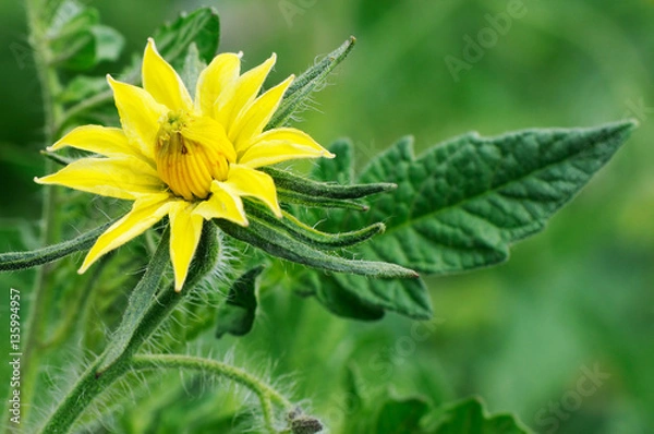 Obraz Blowing tomato flower