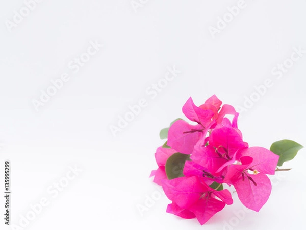 Obraz Bougainvillea on white background