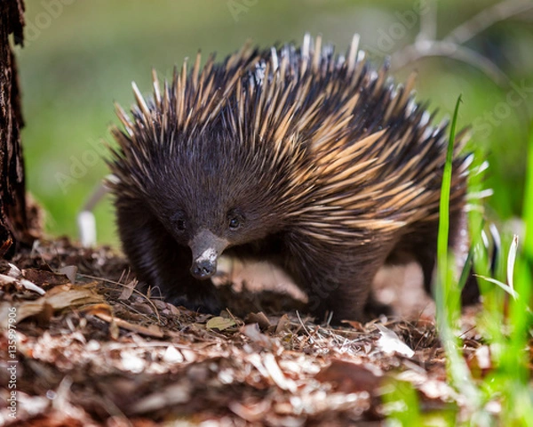 Obraz short-beaked echidna