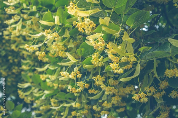 Fototapeta Цветущие липовые деревья