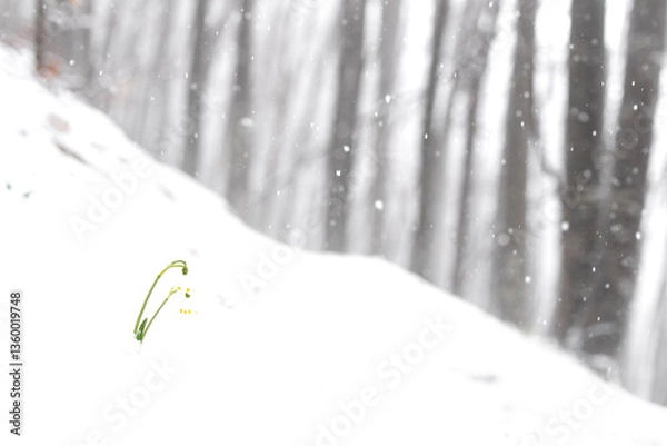 Fototapeta Spring Snowflake flower under snowfall (Leucojum Vernum)