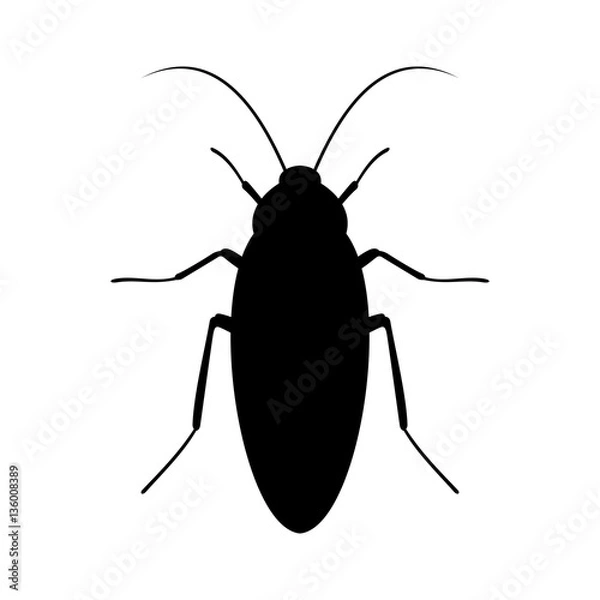 Fototapeta Cockroach