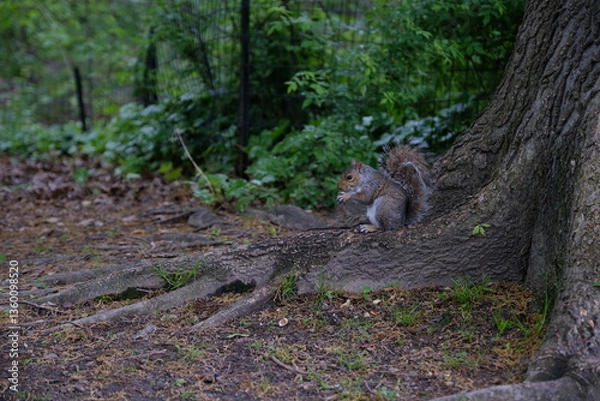 Obraz squirrel on a tree