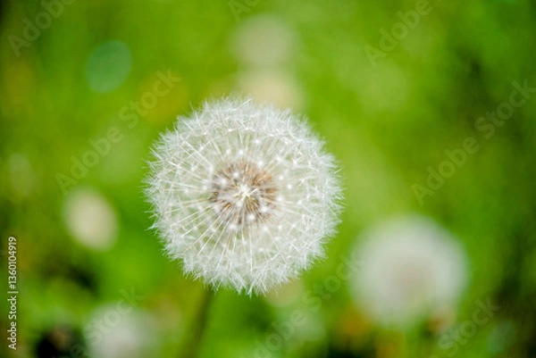 Obraz Fiore Soffione