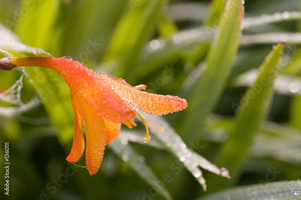 Obraz flower crocosmia