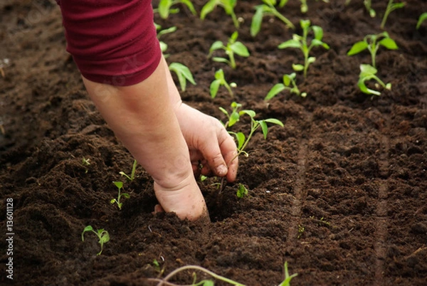 Obraz tomato seedlings