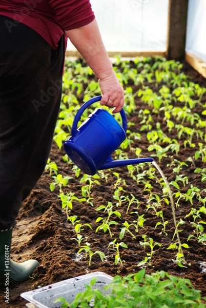 Fototapeta tomato seedlings