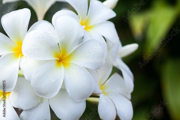 Obraz Beautiful white Plumeria on tree in nature