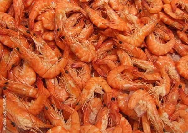 Obraz crevettes rose