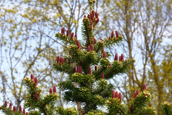 Obraz Solar summer evening. On branches of a young fir with green needles there are cones of violet color. In total against the background of needles of a blue fir-tree.