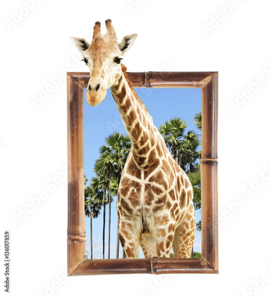 Fototapeta Giraffe in bamboo frame with 3d effect