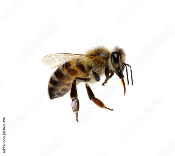 Fototapeta Bee on the white