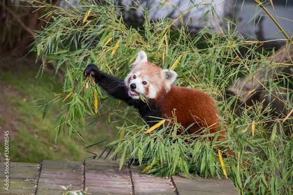 Obraz Panda roux en train de manger