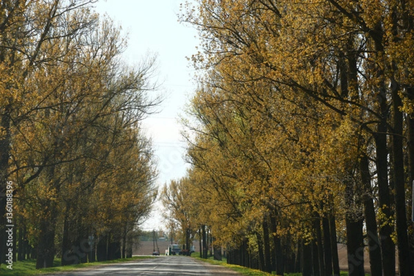 Obraz Solar spring morning. A fragment of the asphalted road. High old a poplars grow along the road. Trees are decorated with young bright foliage.
