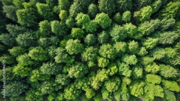 Fototapeta 上空から見下ろした森、森林、ドローン撮影、自然